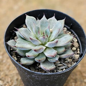 AuTsN 7.5cm|bg A GPxA Echeveria Y  ϗtA CeAO[ 񂹐A i܂Ƃߔj