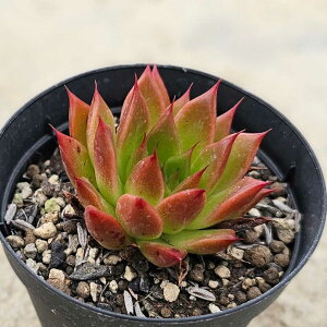 EBV[ 7.5cm|bg A GPxA Echeveria Y  ϗtA CeAO[ 񂹐A i܂Ƃߔj