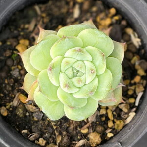 bhxxbg 7.5cm|bg A GPxA Echeveria 'Red Velvet' Y  ϗtA CeAO[ 񂹐A i܂Ƃߔj