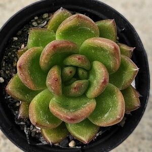 Go[O[ 7.5cm|bg A GPxA Echeveria Y  ϗtA CeAO[ 񂹐A i܂Ƃߔj