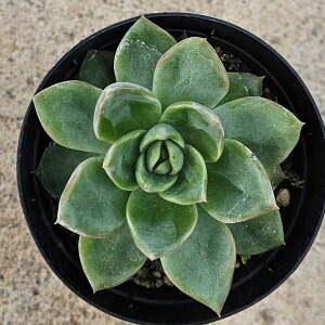 G[ 7.5cm|bg A GPxA Echeveria Y  ϗtA CeAO[ 񂹐A i܂Ƃߔj