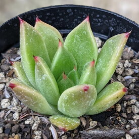 ハロウィン 7.5cmポット 多肉植物 エケベリア Echeveria 福岡県産 多肉 観葉植物 インテリアグリーン 寄せ植えに （まとめ買いがお得♪）