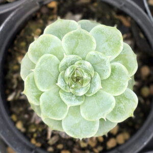 Zj 7.5cm|bg A GPxA Echeveria 'Senura' Y  ϗtA CeAO[ 񂹐A i܂Ƃߔj