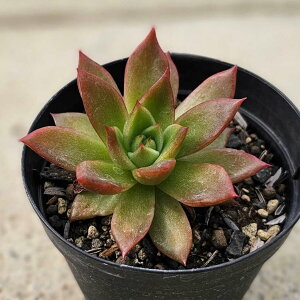 IWbNX 7.5cm|bg A GPxA Echeveria Y  ϗtA CeAO[ 񂹐A i܂Ƃߔj