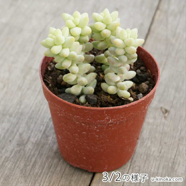 楽天市場 ビアホップ 7 5cmポット セダム 福岡県産 多肉植物 多肉 観葉植物 インテリアグリーン 寄せ植えに まとめ買いがお得 季の香 きのか