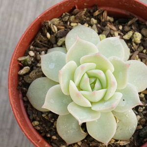t@NC[ 7.5cm|bg A GPxA Echeveria Fun Queen Y  ϗtA CeAO[ 񂹐A i܂Ƃߔj