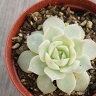 ファンクイーン  7.5cmポット 多肉植物 エケベリア Echeveria Fu...