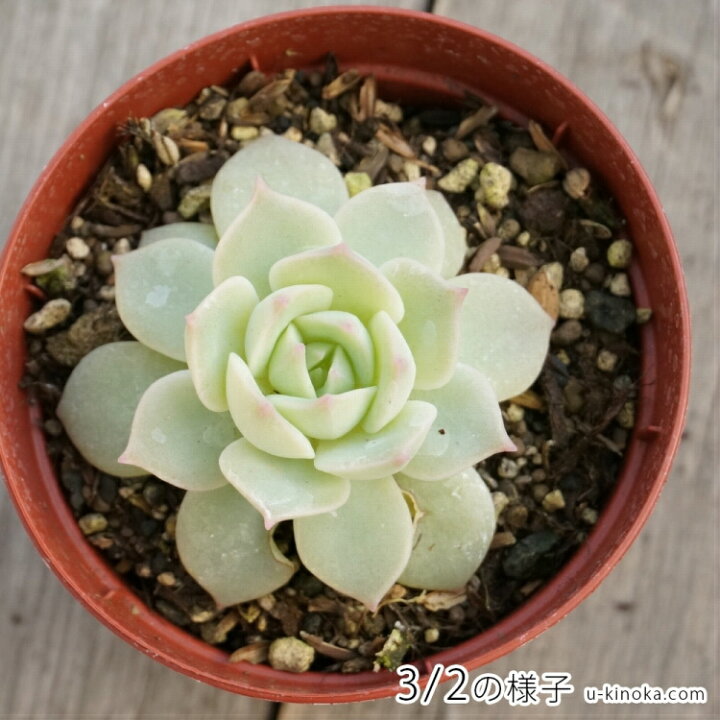 楽天市場 ファンクイーン 7 5cmポット エケベリア Echeveria Fun Queen 福岡県産 多肉植物 多肉 観葉植物 インテリアグリーン 寄せ植えに まとめ買いがお得 季の香 きのか