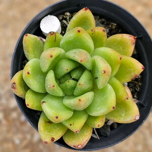 LO|ZX 7.5cm|bg A GPxA Echeveria Y  ϗtA CeAO[ 񂹐A i܂Ƃߔj