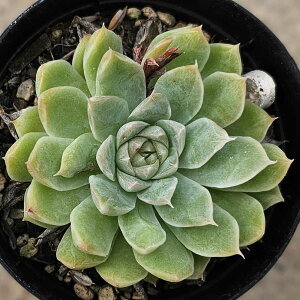 N[x[ 7.5cm|bg A GPxA Echeveria Y  ϗtA CeAO[ 񂹐A i܂Ƃߔj
