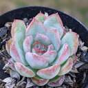 ブレイブ  7.5cmポット 多肉植物 エケベリア Echeveria 福岡県産...