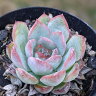 ブレイブ  7.5cmポット 多肉植物 エケベリア Echeveria 福岡県産...