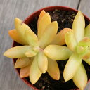 メイゲツ 銘月  7.5cmポット 多肉植物 セダム  福岡県産 多肉 観...