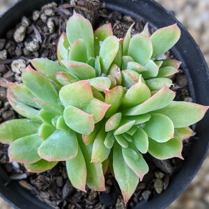 G 7.5cm|bg A GPxA Echeveria Y  ϗtA CeAO[ 񂹐A i܂Ƃߔj