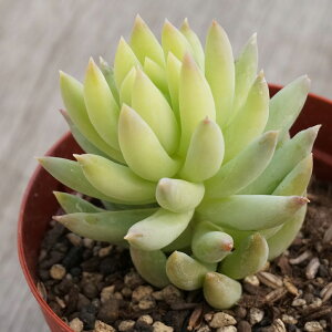 Kj[ 7.5cm|bg A Z_ Sedum morganianum KjAi Y  ϗtA CeAO[ 񂹐A i܂Ƃߔj