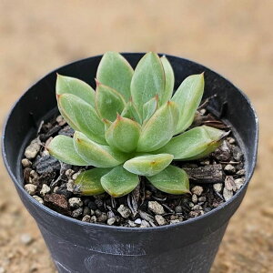 O[X}C 7.5cm|bg A GPxA Echeveria Y  ϗtA CeAO[ 񂹐A i܂Ƃߔj
