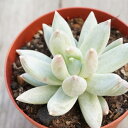 ロンギフォリューム  7.5cmポット 多肉植物 パキフィツム pachyp...