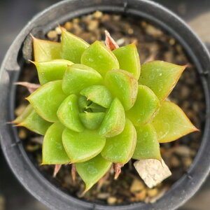 Ip[h 7.5cm|bg A GPxA Echeveria Y  ϗtA CeAO[ 񂹐A i܂Ƃߔj