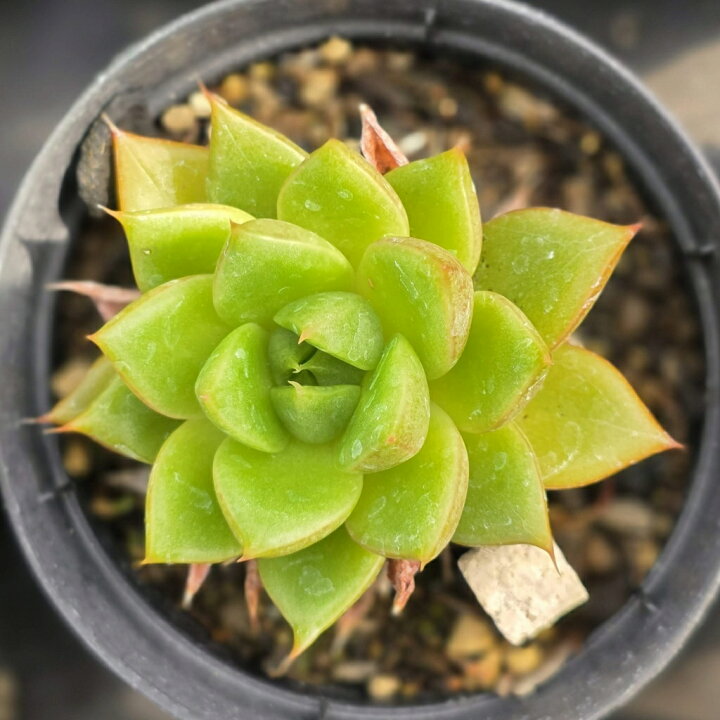 楽天市場】レオパード 7.5cmポット 多肉植物 エケベリア Echeveria 