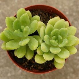 ハルモエ 春萌 7.5cmポット 多肉植物 セダム Sedum Alice Evans 福岡県産 多肉 観葉植物 インテリアグリーン 寄せ植えに （まとめ買いがお得♪）