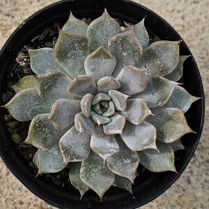 T{ 7.5cm|bg A GPxA Echeveria Y  ϗtA CeAO[ 񂹐A i܂Ƃߔj