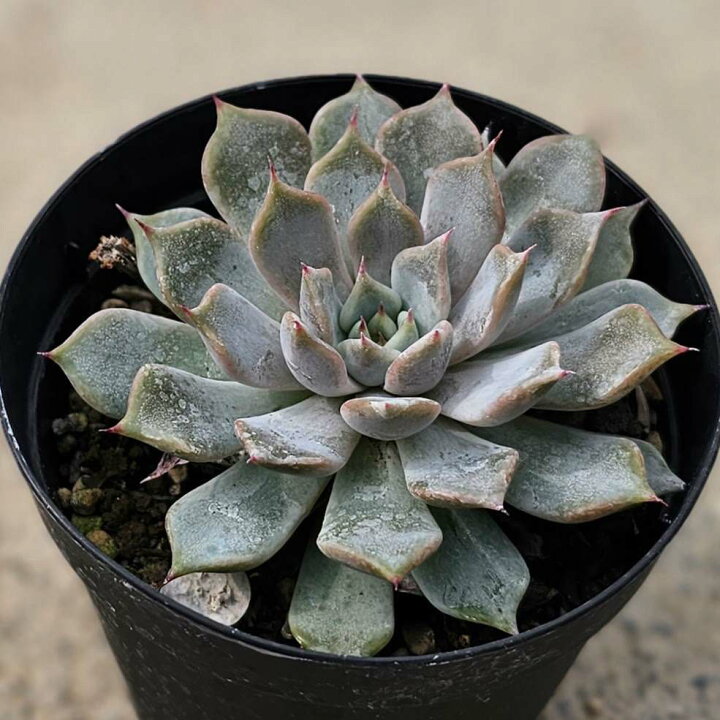 楽天市場 レズリー 7 5cmポット エケベリア Echeveria Cv Rezry 福岡県産 多肉植物 多肉 観葉植物 インテリアグリーン 寄せ植えに まとめ買いがお得 季の香 きのか 楽天市場 レズリー 7 5cmポット エケベリア Echeveria Cv Rezry 福岡県産 多肉植物 多肉 観葉植物 インテリアグリーン 寄せ植えに まとめ買いがお得 季の香 きのか