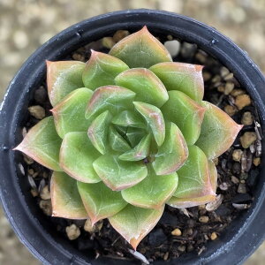IWX[ 7.5cm|bg A GPxA Echeveria Y  ϗtA CeAO[ 񂹐A i܂Ƃߔj