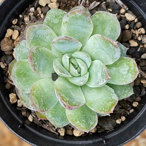 VrA 7.5cm|bg A GPxA Echeveria Y  ϗtA CeAO[ 񂹐A i܂Ƃߔj