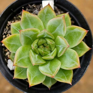 Xm[GWF 7.5cm|bg A GPxA Echeveria Y  ϗtA CeAO[ 񂹐A i܂Ƃߔj