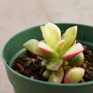 TNtuL  7.5cm|bg A AiJvZX Anacampseros rufescens variegata Y  ϗtA CeAO[ 񂹐A i܂Ƃߔj