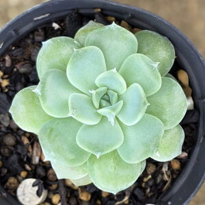 }h[k 7.5cm|bg A GPxA Echeveria 'Madeleine' Y  ϗtA CeAO[ 񂹐A i܂Ƃߔj