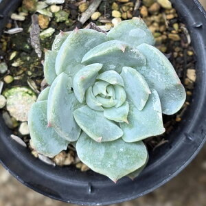 [n[g 7.5cm|bg A GPxA Echeveria 'Lonely Heart' Y  ϗtA CeAO[ 񂹐A i܂Ƃߔj