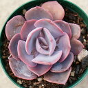 ダスティーローズ  7.5cmポット 多肉植物 エケベリア Echeveria ...