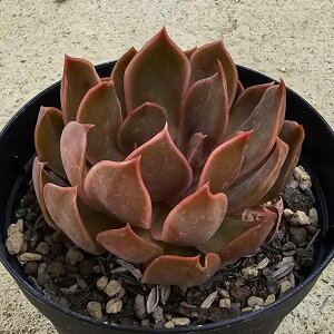 ZC 7.5cm|bg A GPxA Echeveria Y  ϗtA CeAO[ 񂹐A i܂Ƃߔj
