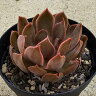 セイレン  7.5cmポット 多肉植物 エケベリア Echeveria 福岡県産...