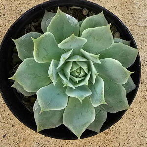 \i@j 7.5cm|bg A GPxA Echeveria Y  ϗtA CeAO[ 񂹐A i܂Ƃߔj