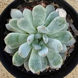 rAe 7.5cm|bg A GPxA Echeveria Y  ϗtA CeAO[ 񂹐A i܂Ƃߔj