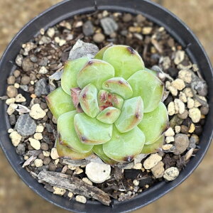 qJX 7.5cm|bg A GPxA Echeveria Y  ϗtA CeAO[ 񂹐A i܂Ƃߔj