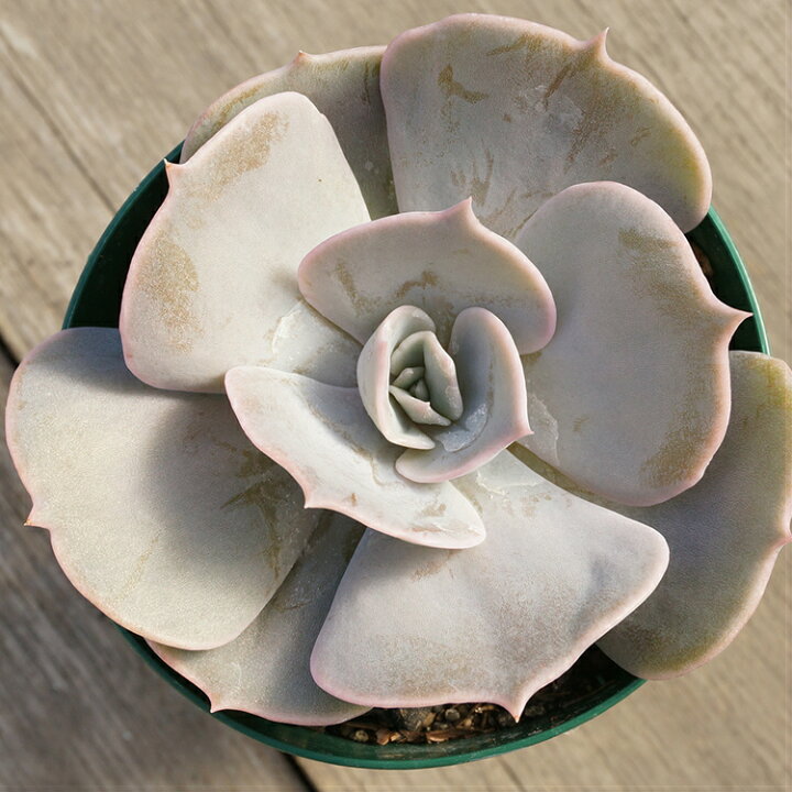 楽天市場】ポルックス 7.5cmポット 多肉植物 エケベリア Echeveria  
