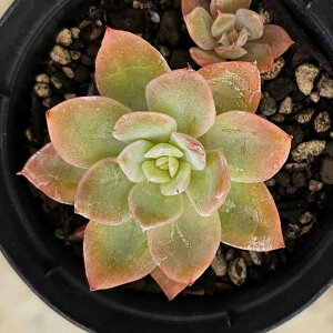 sNx 7.5cm|bg A GPxA Echeveria Y  ϗtA CeAO[ 񂹐A i܂Ƃߔj