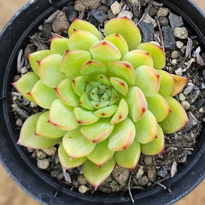 tH_̃X 7.5cm|bg A GPxA Echeveria Y  ϗtA CeAO[ 񂹐A i܂Ƃߔj