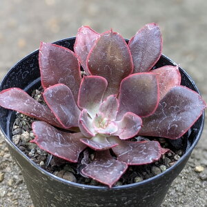  AYL 7.5cm|bg A GPxA Echeveria 'Painted Frills' Y  ϗtA CeAO[ 񂹐A i܂Ƃߔj