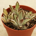 クロトジ 黒兎耳  7.5cmポット 多肉植物 カランコエ Kalanchoe t...