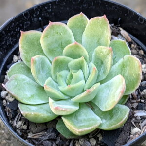 COjV 7.5cm|bg A GPxA Echeveria 'Ignition' Y  ϗtA CeAO[ 񂹐A i܂Ƃߔj