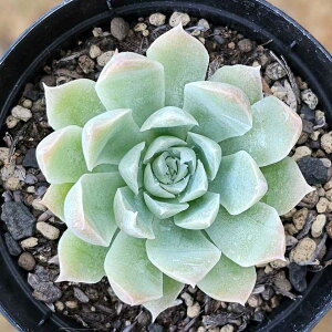 uXg[ 7.5cm|bg A GPxA Echeveria Y  ϗtA CeAO[ 񂹐A i܂Ƃߔj