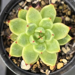 {j[nj[ 7.5cm|bg A GPxA Echeveria Y  ϗtA CeAO[ 񂹐A i܂Ƃߔj