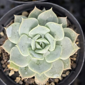 t[u 7.5cm|bg A GPxA Echeveria Y  ϗtA CeAO[ 񂹐A i܂Ƃߔj