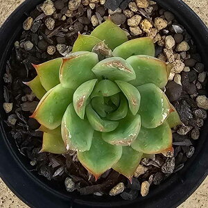 }[sG 7.5cm|bg A GPxA Echeveria Y  ϗtA CeAO[ 񂹐A i܂Ƃߔj