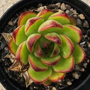 [Xg[ 7.5cm|bg A GPxA Echeveria Y  ϗtA CeAO[ 񂹐A i܂Ƃߔj