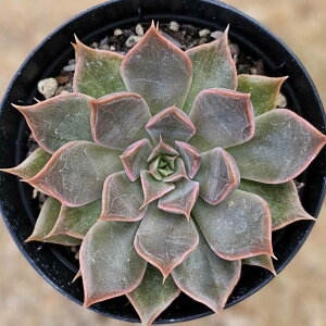 T 7.5cm|bg A GPxA Echeveria Y  ϗtA CeAO[ 񂹐A i܂Ƃߔj